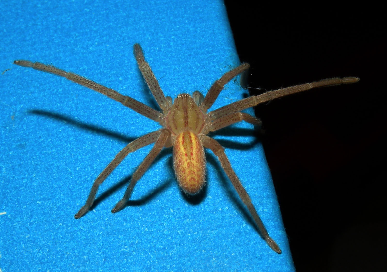 Micrommata virescens
